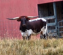 Bubba's Gypsy Skye TK