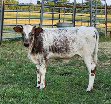 Annabella Zee x Hubbells 20 Gauge heifer