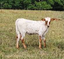 HL Smokin’ Hot Jaynie  x HL Heads Up heifer