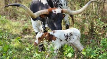 Riverforks Rag Doll x Cowboy Catchit Chex bull