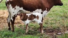 High Class Gypsy Sass TK xCowboy Catchit Chex bull