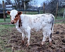 Cowboy Catchit Chex x RRR Miss Starie 090