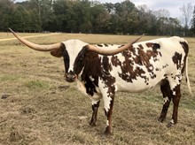 HORSESHOE J FOOTLOOSE