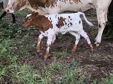 Storm Vision 18 heifer