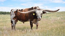 WS CHIEF X SEMEN LOT 2