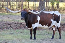 NS TUFF ACT TO FOLLOW