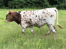 Dazzle 17 steer