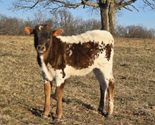 Dear Rodeo TK x Riverforks Rag Doll B
