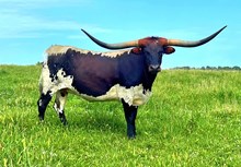 Bubba's Gypsy Skye TK