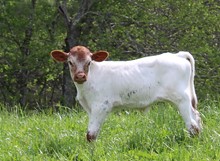 2021 STEER (MAXAMILLION LADY)