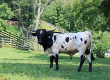 2020 STEER (T BAR W TRUE BLUE)