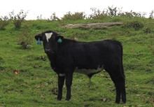 2021 STEER (MIDNIGHT TEMPTATION)