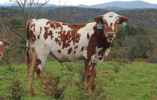 2021 STEER (HOT JEWL)