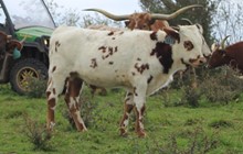 2021 STEER (HUNTS DOUBLE YOUR RESPECT)