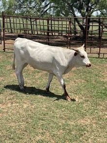 BC Heifer - RTTS 3