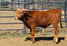 2021 STEER (ONE FINE CAT)