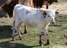 2021 STEER (MAXY SASSY)