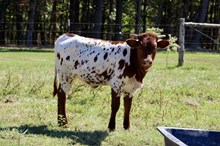 LP x Bubba Tuff Chex heier