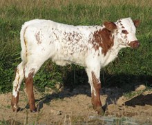 Heifer 30/3