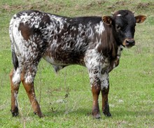 KeyLargo bullcalf