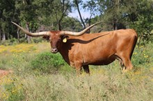 MML MOLLY’S 50 CENT PIECE