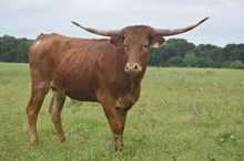 #2136 - RJF Rio Net Worth x Rebel HR