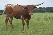 #2147 - TCC Brindle Delight x Rebel HR