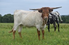 #2157 - HR Rescued x Rebel
