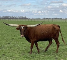 Riverforks Show Shape