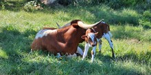 High Class Gypsy Sass TK x Cowboy Catchit Chex 