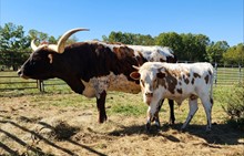DV Ablaze x DG Cold Cash steer calf