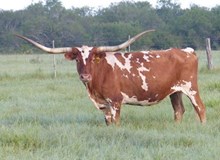 Frozen Embryo Summer Siren x Fifty Fifty