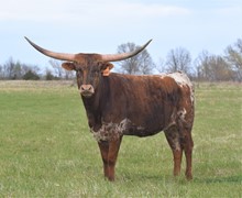 CV BUBBA'S BEAUTY