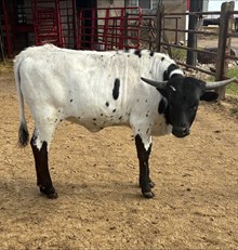 BL Rugers Regal Greta