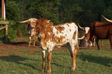 UNREGISTERED CALF