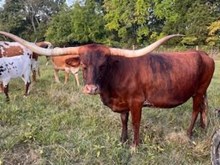 Infinity Laney B A Diva