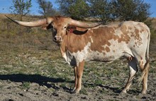 JM5 MYTHICAL MERMAID