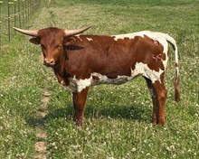 BL Rugers Tuff Lariat