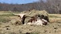 Annabelle Zee has her hay pillow and blankie, staying warm in the morning sun. 3/18/2023